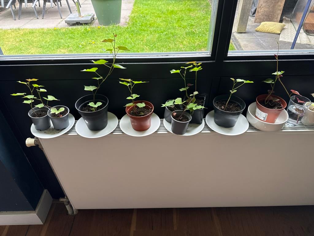 Zoete aardappelstekjes te koop - Kweek je eigen oogst!, Ophalen, Volle zon, Groenteplanten, Eenjarig