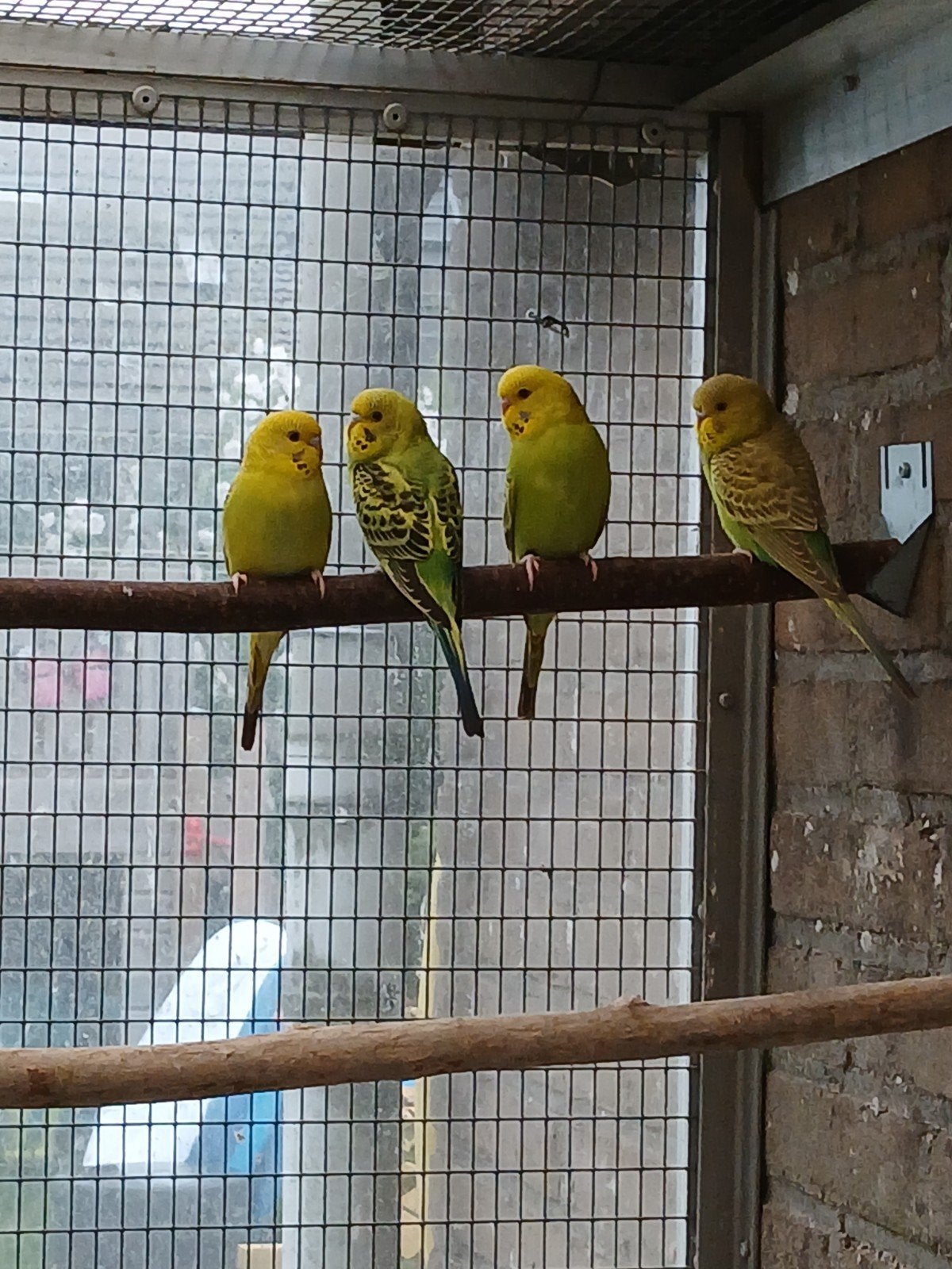 Jonge grasparkieten, Dieren en Toebehoren, Vogels | Parkieten en Papegaaien, Meerdere dieren, Parkiet, Geringd