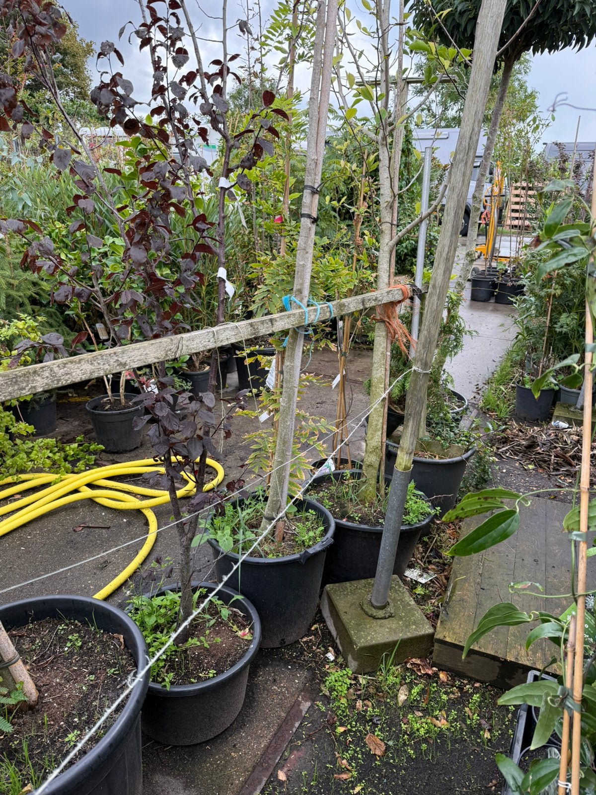 Slaap bomen of albizia rozr 3,5 meter snel ophalen pst 75,-, Overige soorten, 250 tot 400 cm, Zomer, Ophalen