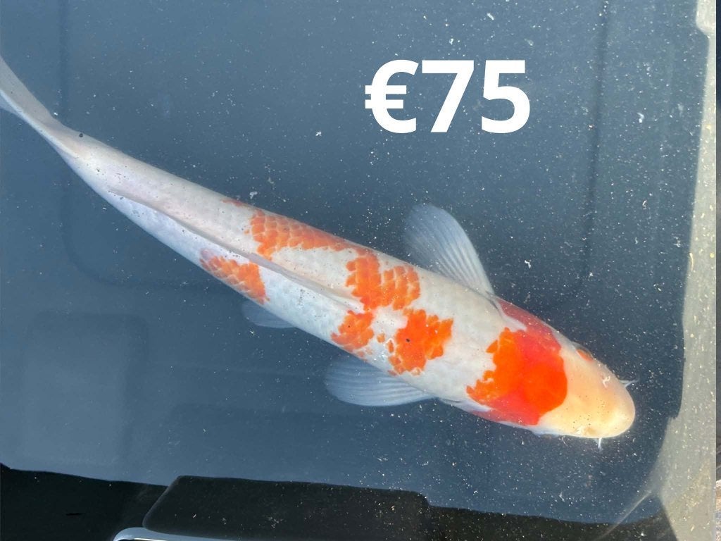 MOOIE KOI PER STUK TE KOOP, Dieren en Toebehoren, Karper of Koi