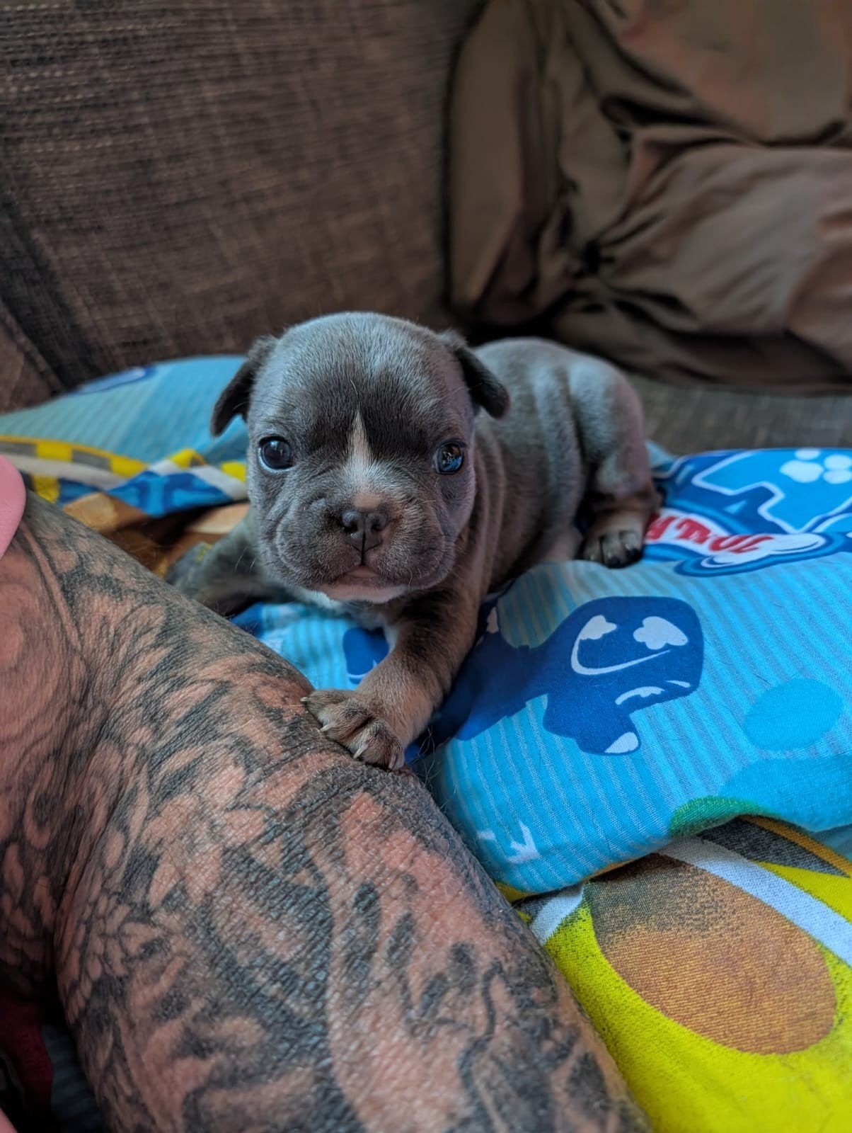 Franse bulldog pups  te koop, Bulldog, Meerdere, Meerdere dieren, Nederland