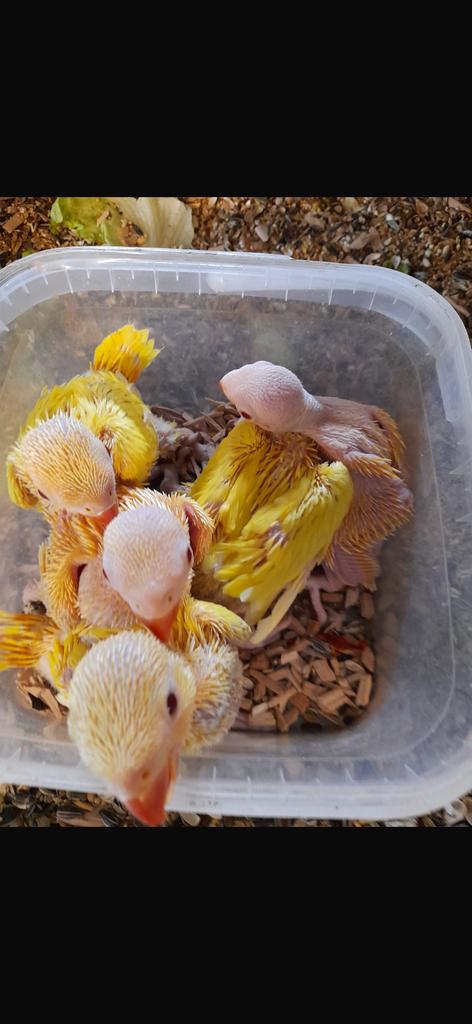 halsband parkieten, Meerdere dieren, Kleurkanarie