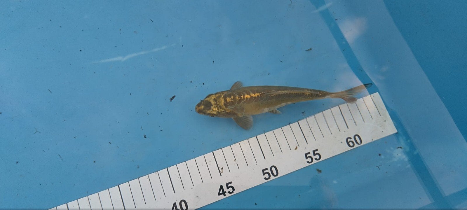 koi karpers, Karper of Koi