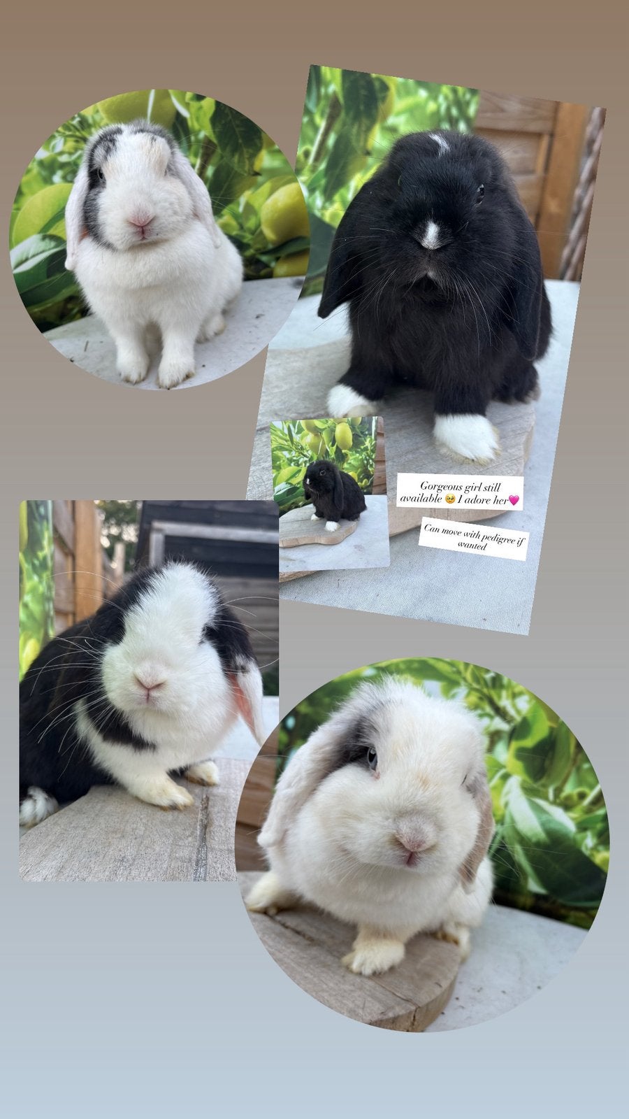 Verschillende minilop voedster koppeltjes 🩷🤍🩷🤍, Meerdere dieren, Dwerg, Hangoor, 0 tot 2 jaar