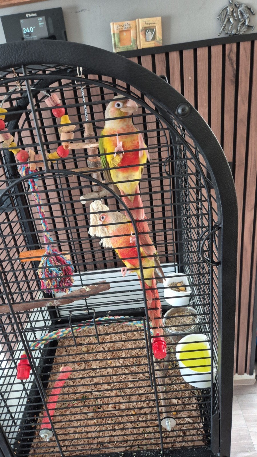 te koop aangeboden 2 pyrrhura, Geslacht onbekend, Dwergpapegaai of Agapornis, Geringd