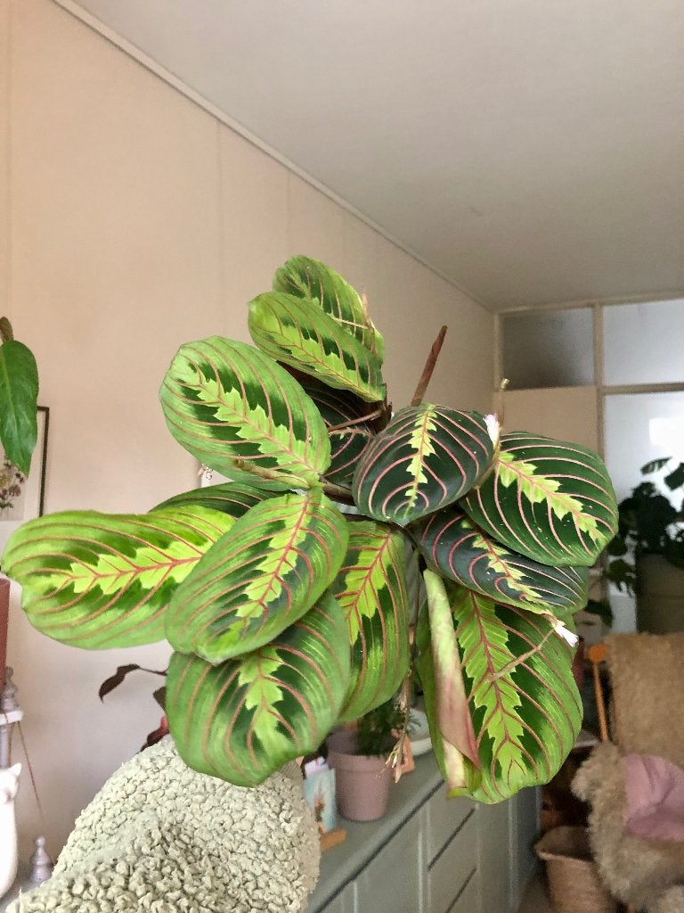 Maranta 'Red Vein' - Gebedsplant in bloempot, Overige soorten, In pot, Minder dan 100 cm, Groene kamerplant