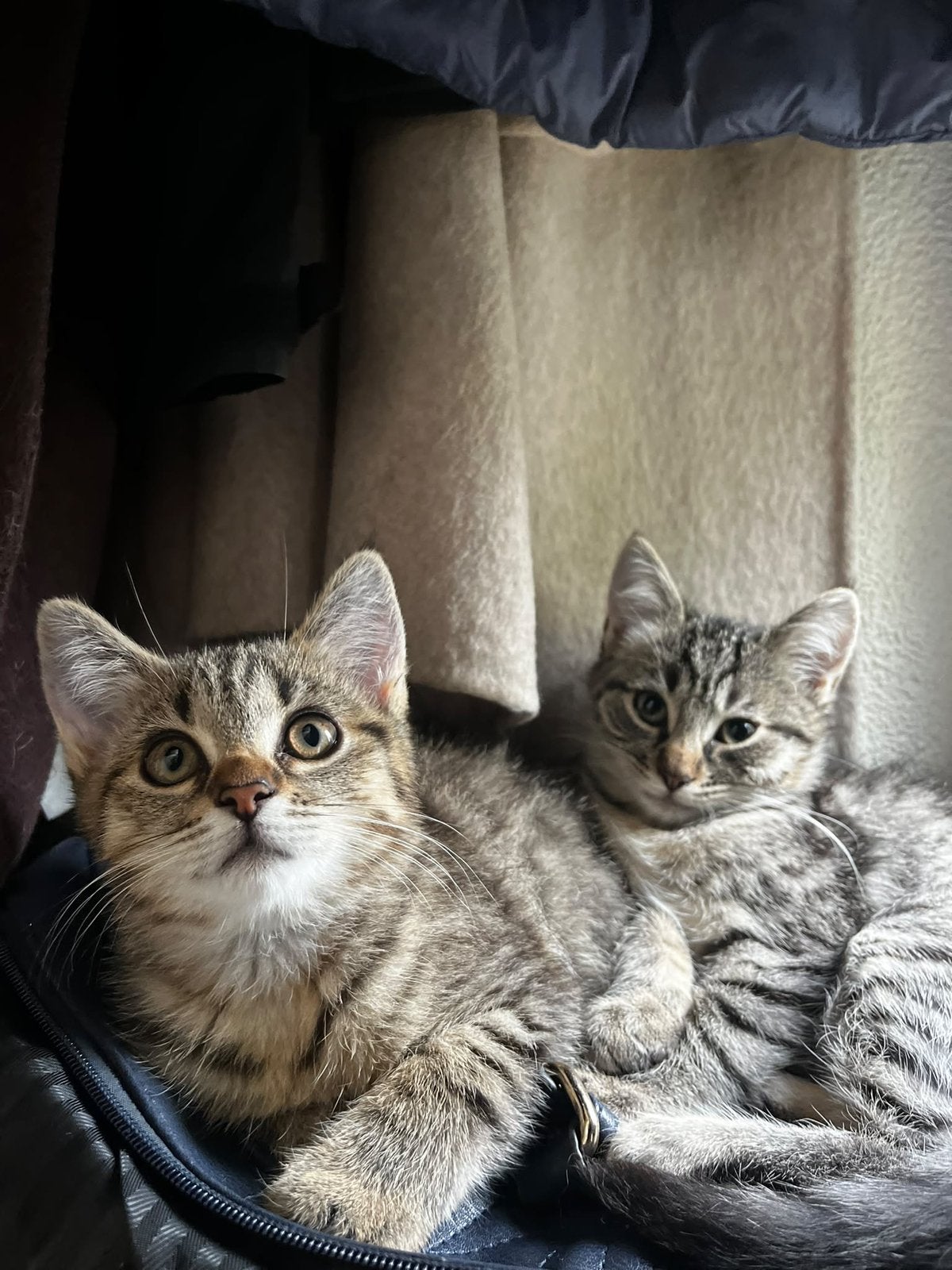 tabby kittens, Meerdere dieren