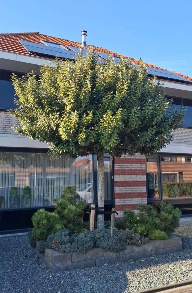 Olijfwilg, Elaeagnus ebbingei, Tuin en Terras, Planten | Bomen, Overige soorten, Lente, 250 tot 400 cm, Ophalen