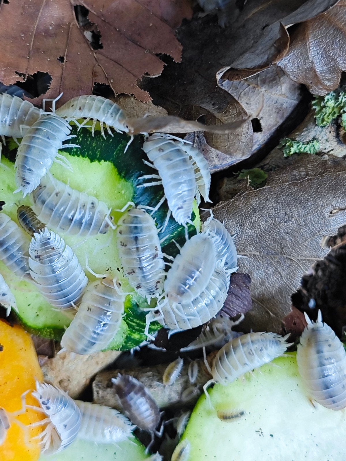 Pissebedden, Isopods, Opruim diertjes, Dieren en Toebehoren, Overige soorten