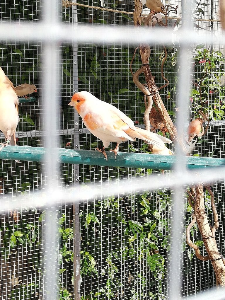 1 mozaïek man kanarie  oranje \  wit, Dieren en Toebehoren, Vogels | Kanaries, Mannelijk, Kleurkanarie