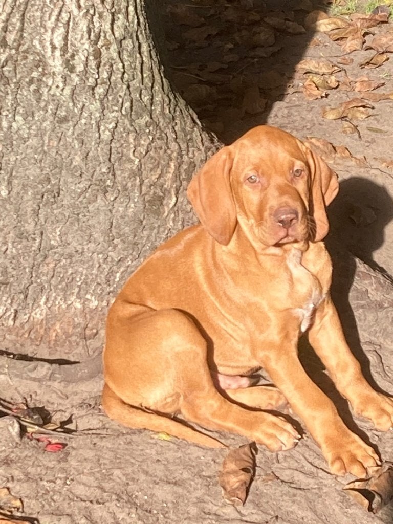 Vizsla puppy reutje, België, Particulier, Rabiës (hondsdolheid), 8 tot 15 weken