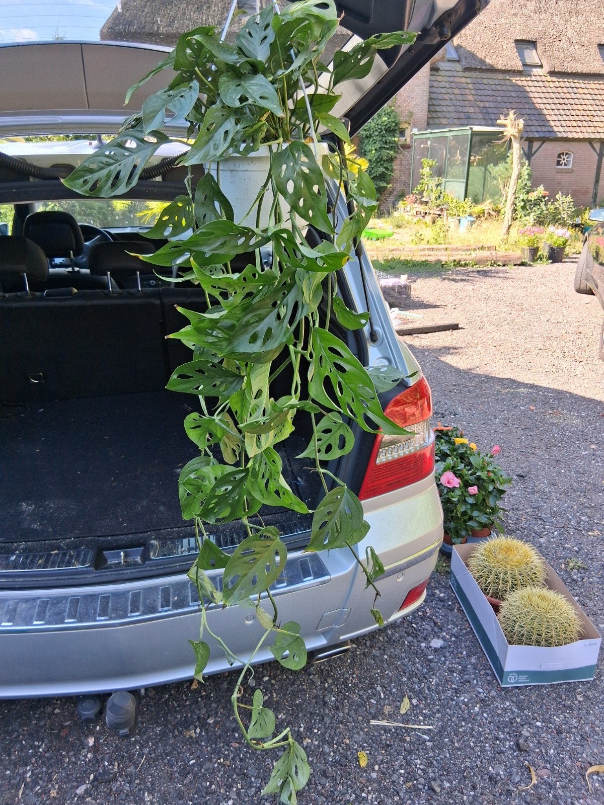 Monstera hangplanten, Ophalen, Volle zon, Overige soorten