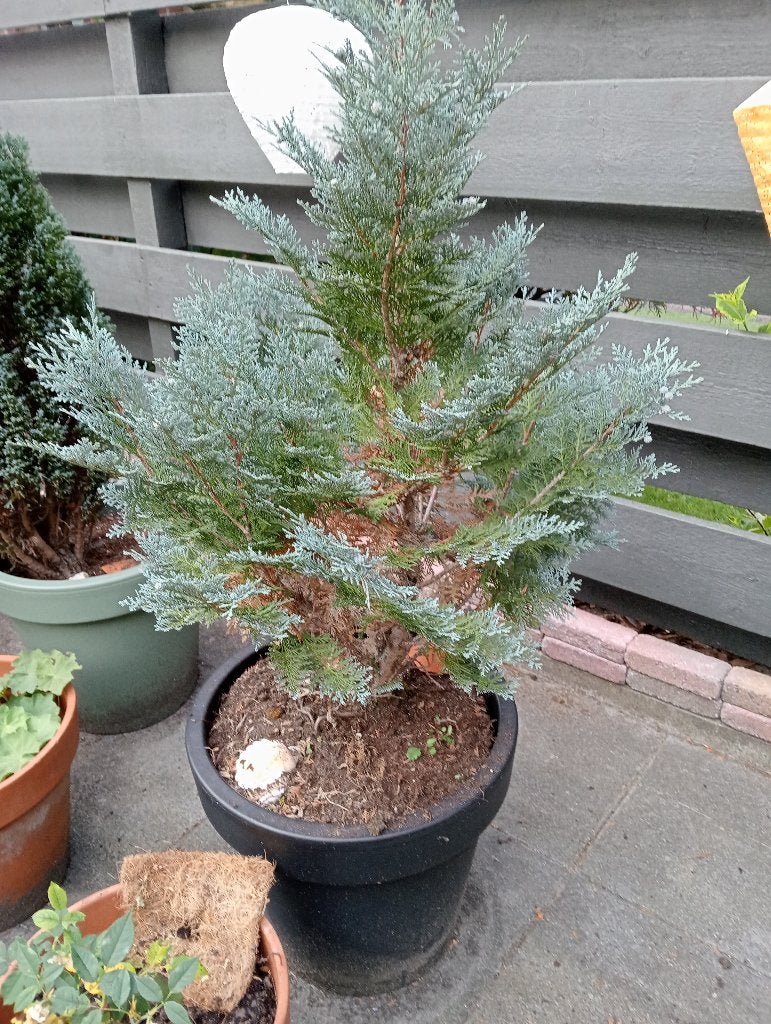 Conifeer, Tuin en Terras, Planten | Struiken en Hagen, Ophalen, Conifeer, Struik, 100 tot 250 cm