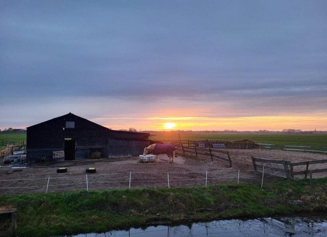24/7 buiten met inloopstal in Aarlanderveen/Nieuwkoop, Dieren en Toebehoren