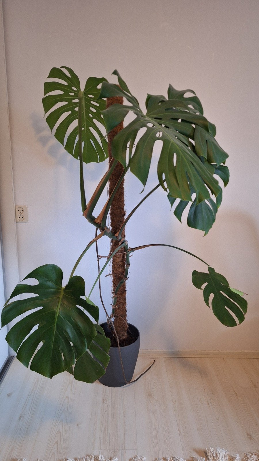 Gratis Monstera Deliciosa - Kamerplant met pot en mosstok, Huis en Inrichting, Kamerplanten, Ophalen, Halfschaduw, 150 tot 200 cm