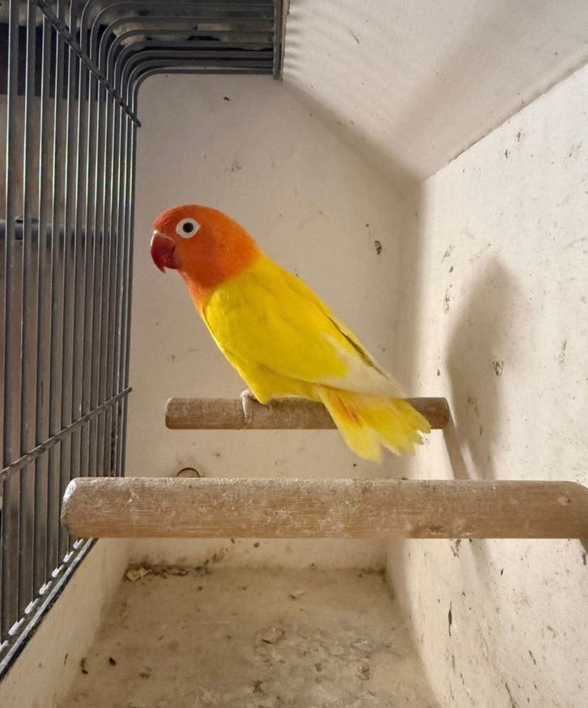Meerdere agapornis fischeri en personata, Geslacht onbekend, Dwergpapegaai of Agapornis