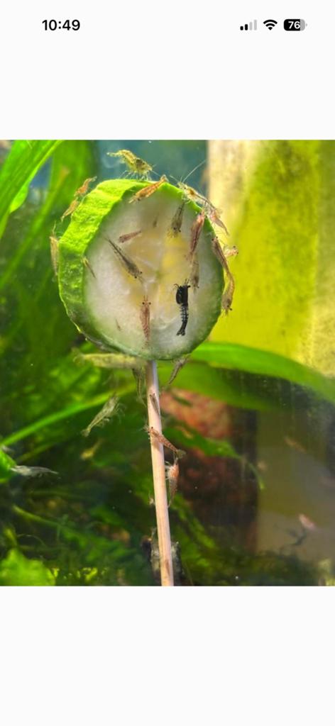 Neocaridina garnalen, Dieren en Toebehoren, Vissen | Aquariumvissen, Kreeft, Krab of Garnaal