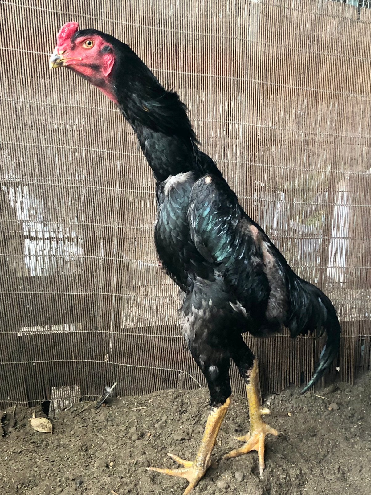 Shamo haan, Dieren en Toebehoren, Mannelijk, Kip