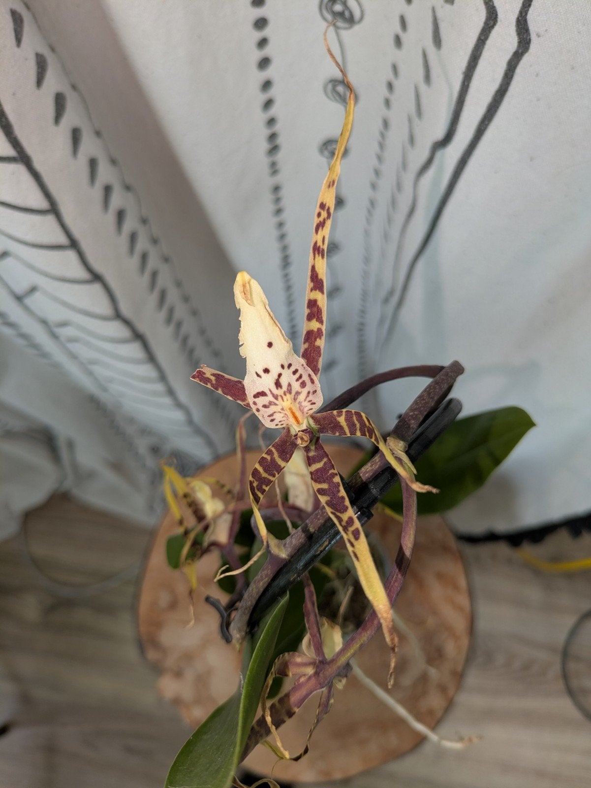 Spider Orchidee (Brassia spp.), Ophalen of Verzenden, Halfschaduw, Minder dan 100 cm