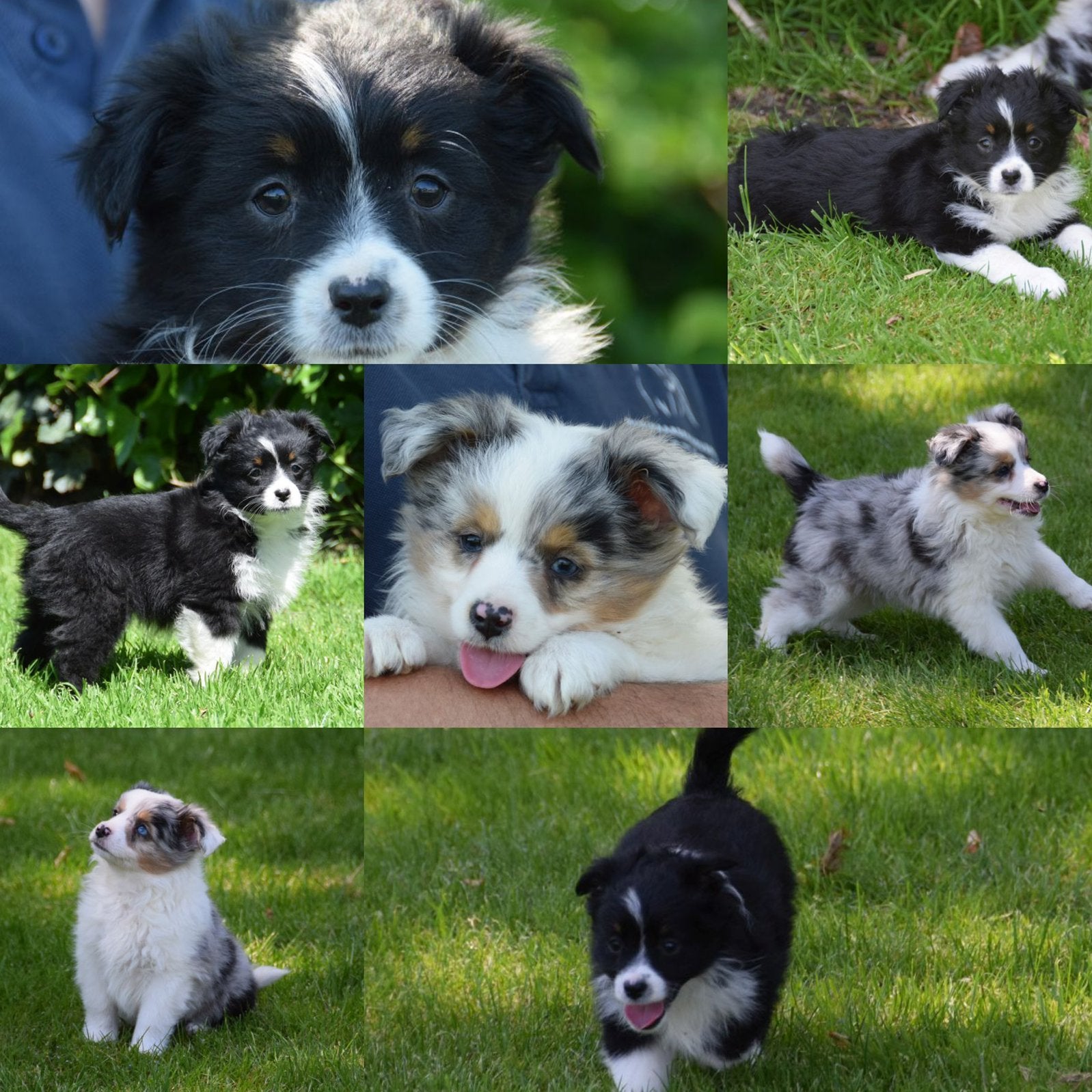 Schitterende Miniature American Shepherd (MAS) pups, Parvo, 8 tot 15 weken, Meerdere, Meerdere dieren