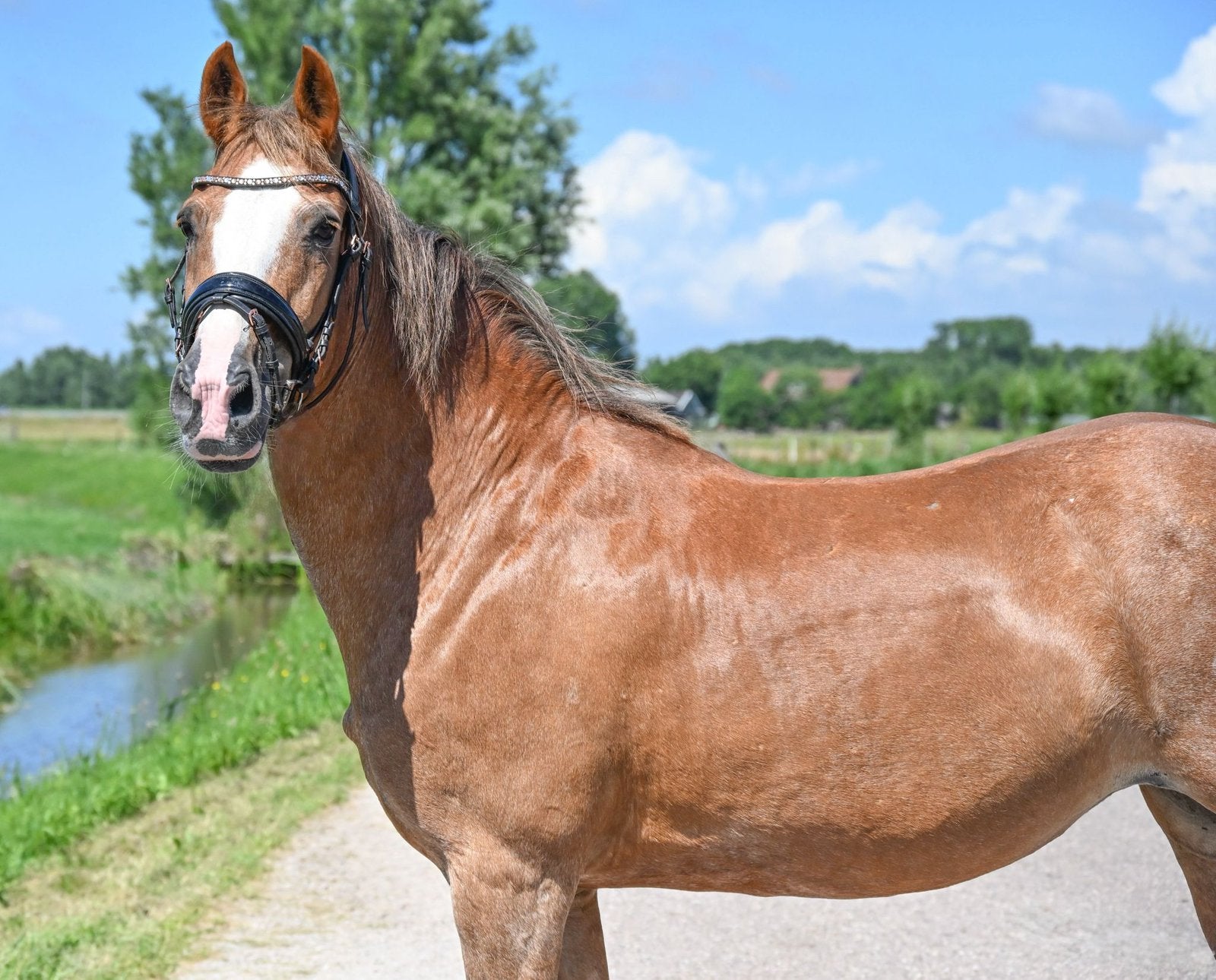 Super lieve en mega brave D pony, Dieren en Toebehoren, Pony's, Merrie, 0 tot 2 jaar