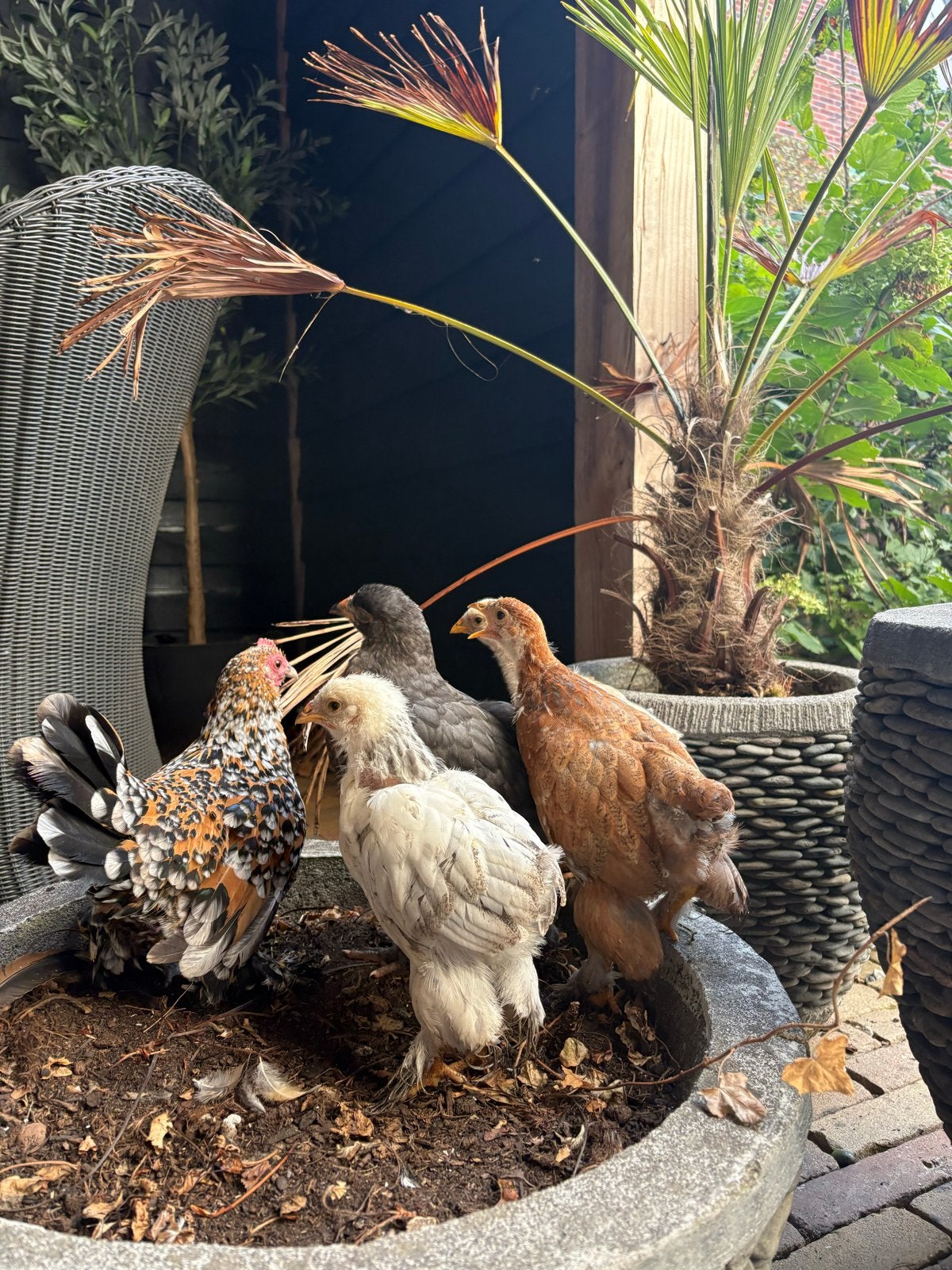 4 brahma kuiens, Dieren en Toebehoren, Geslacht onbekend, Kip