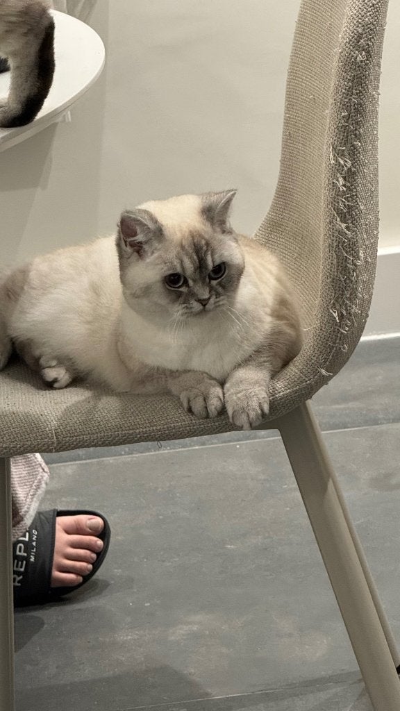 Brits korthaar, Dieren en Toebehoren, Poes, Met stamboom, 0 tot 2 jaar