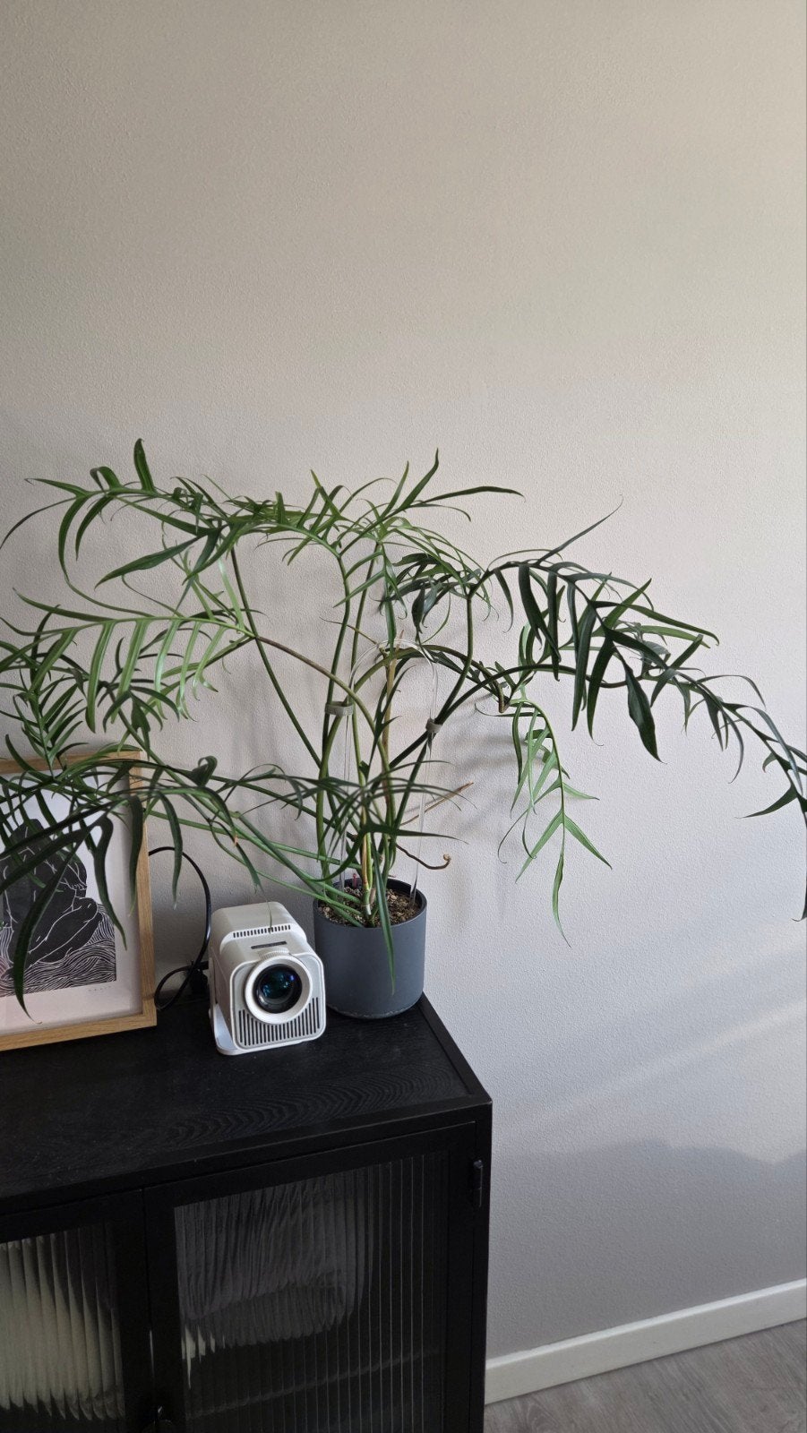 Philodendron polypodiodes, Ophalen of Verzenden, Halfschaduw, Minder dan 100 cm