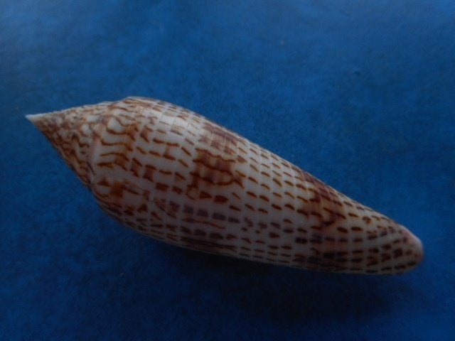 Schelpen: Conus ranonganus Da Motta f+++ 80,5mm, Verzenden, Schelp(en)