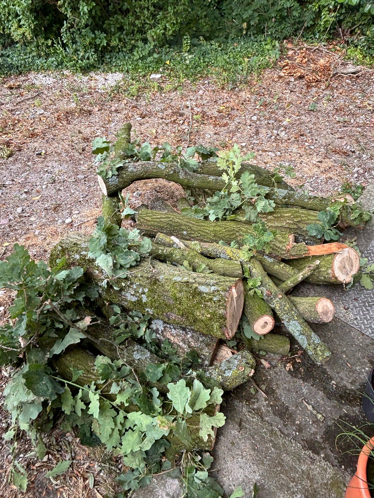Eikenhout stammen, Tuin en Terras, Minder dan 3 m³, Ophalen of Verzenden, Eikenhout, Stammen