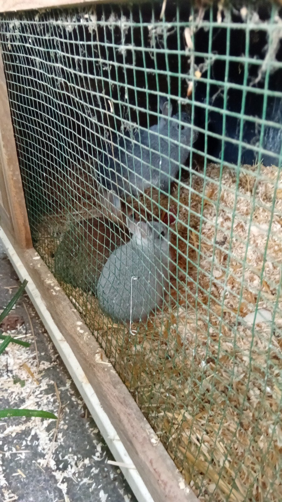 dwergjes 2.maanden oud, Dieren en Toebehoren, Juli, Vrouwelijk