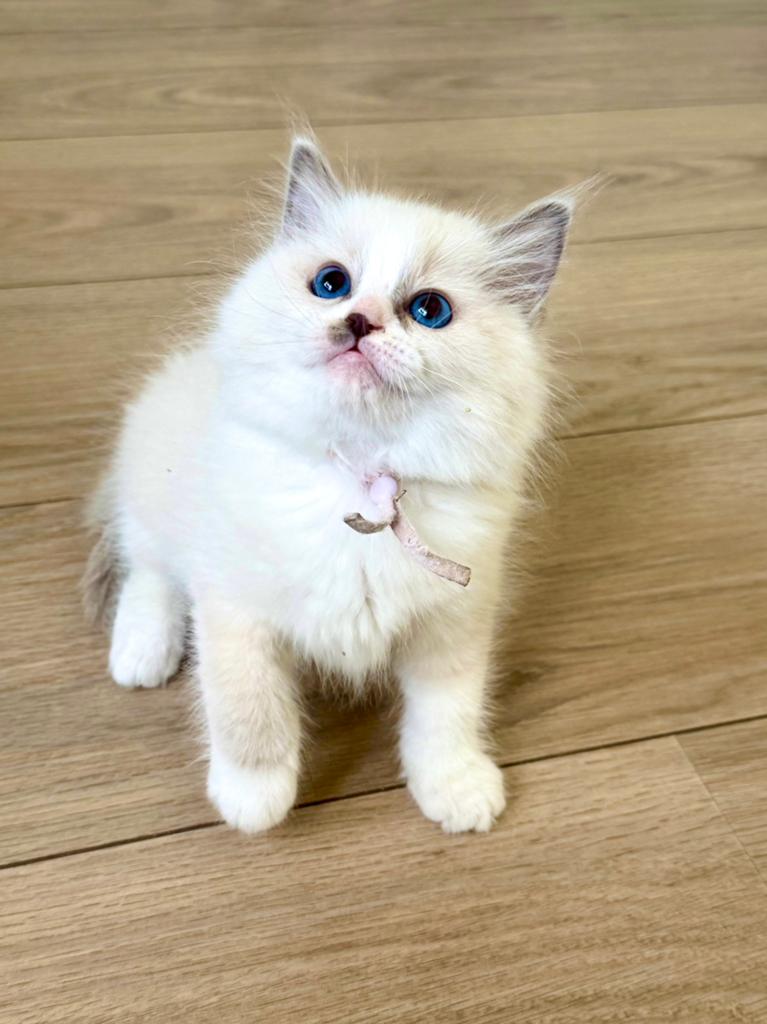 Ragdoll kitten met stamboom(fokken), Dieren en Toebehoren, Meerdere dieren, Met stamboom, 0 tot 2 jaar