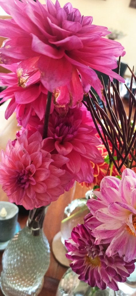 Dahlia's diverse soorten, Volle zon, Vaste plant, Zomer, Ophalen