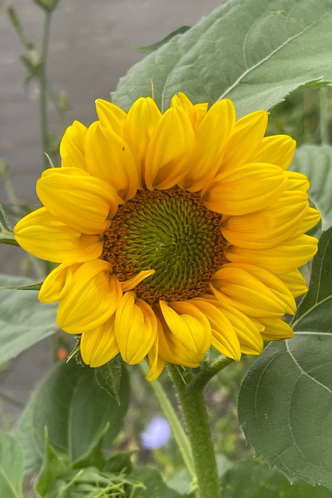 Zaden zonnebloem laag, mix geel, vertakt (Helianthus annuus), Ophalen of Verzenden, Voorjaar, Volle zon, Zaad