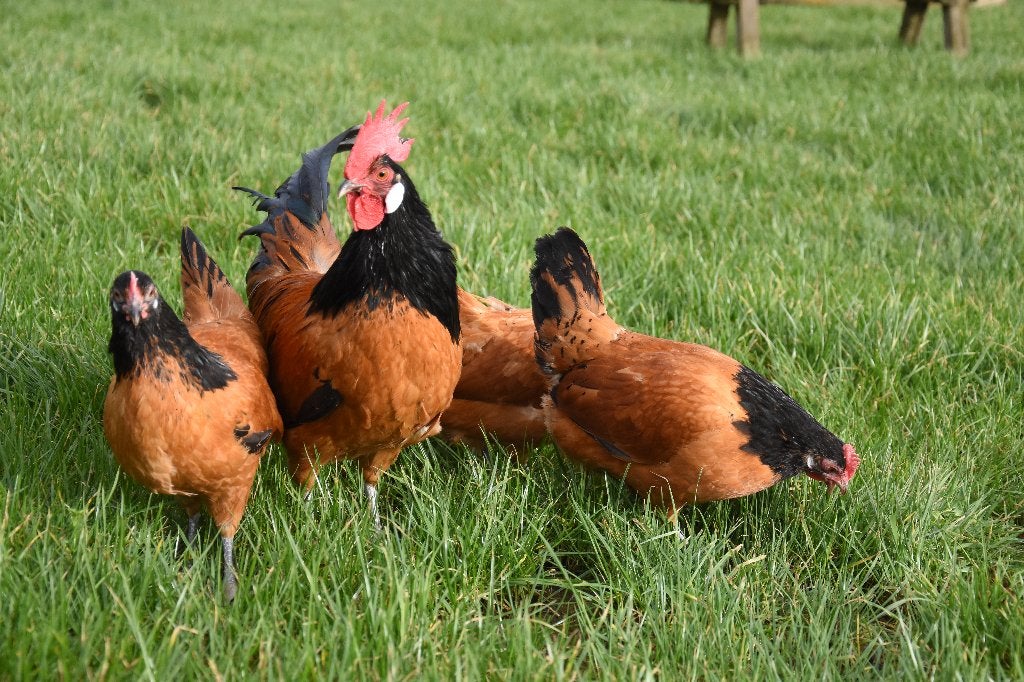 Vorwerk kriel | Sierlijke kippen | Jonge kippen, Dieren en Toebehoren, Meerdere dieren, Kip