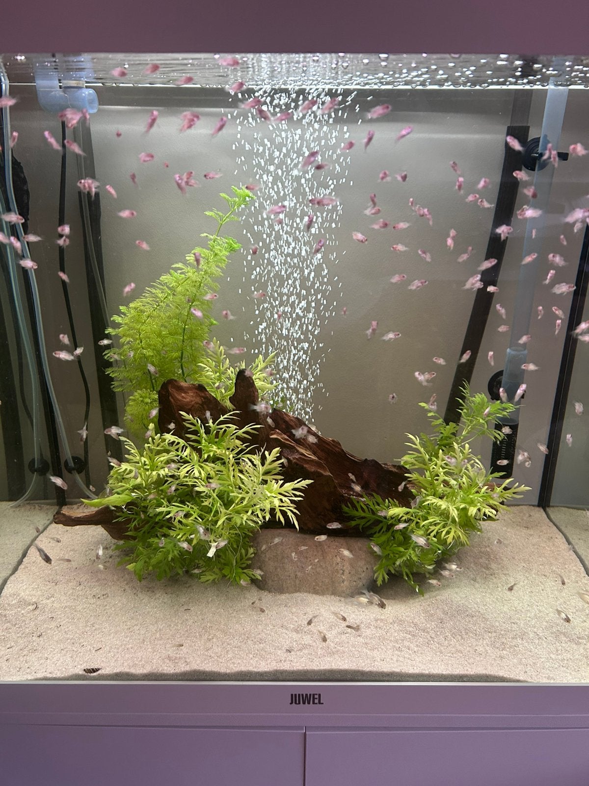 Bleu electric acaras, Ophalen, Zo goed als nieuw, Leeg aquarium