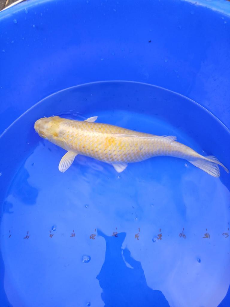 Japanse koi Yamabuki Ogon kweker Hirasawa 45 cm, Karper of Koi