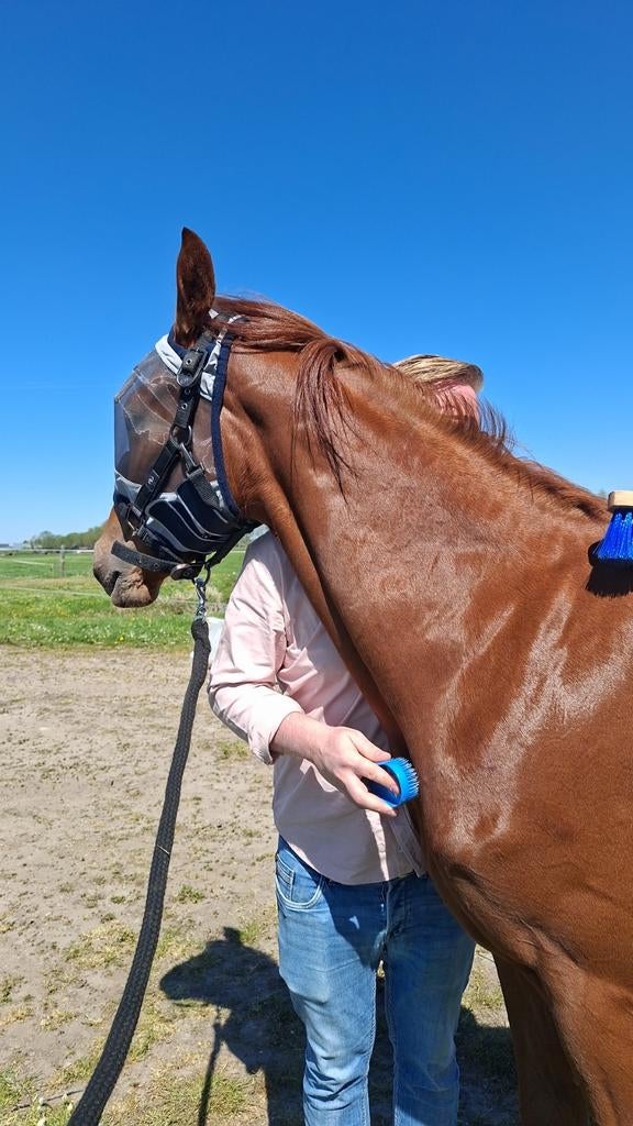 Verzorger gezocht voor 1 jarige merrie, Ophalen of Verzenden, Nieuw