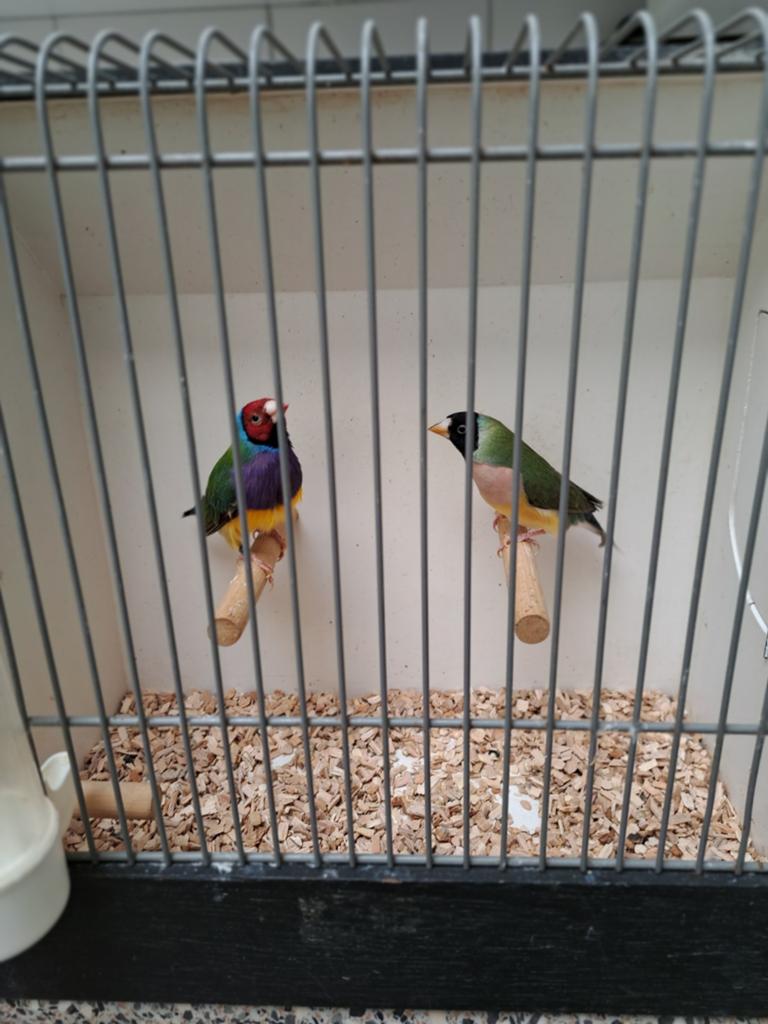 Gould amadine's, Dieren en Toebehoren, Meerdere dieren, Geringd