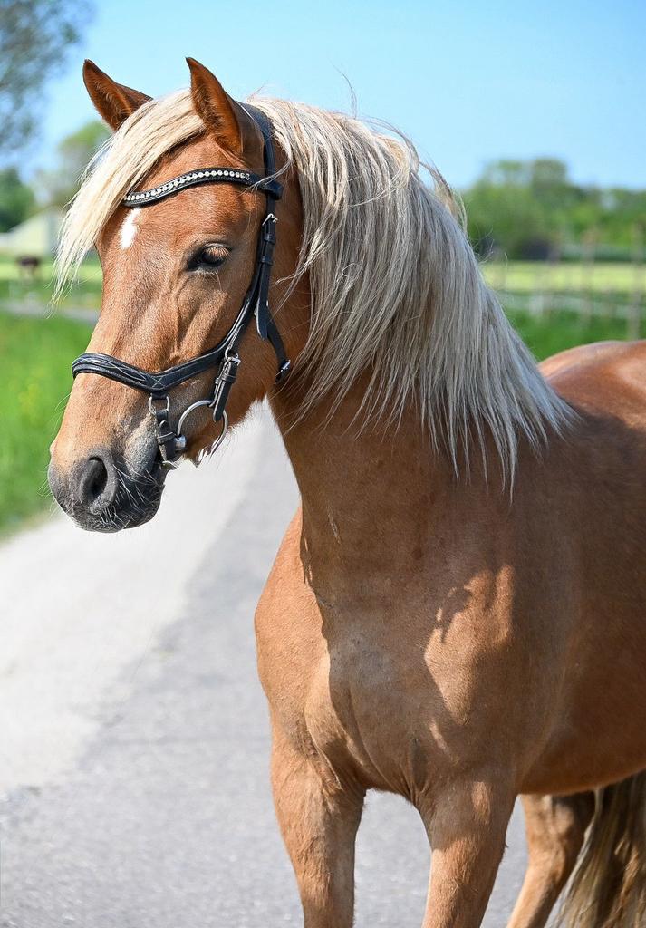 Gave C pony genaamd 🌺jackpot🌺, Ruin, B, Ingeënt, 3 tot 6 jaar