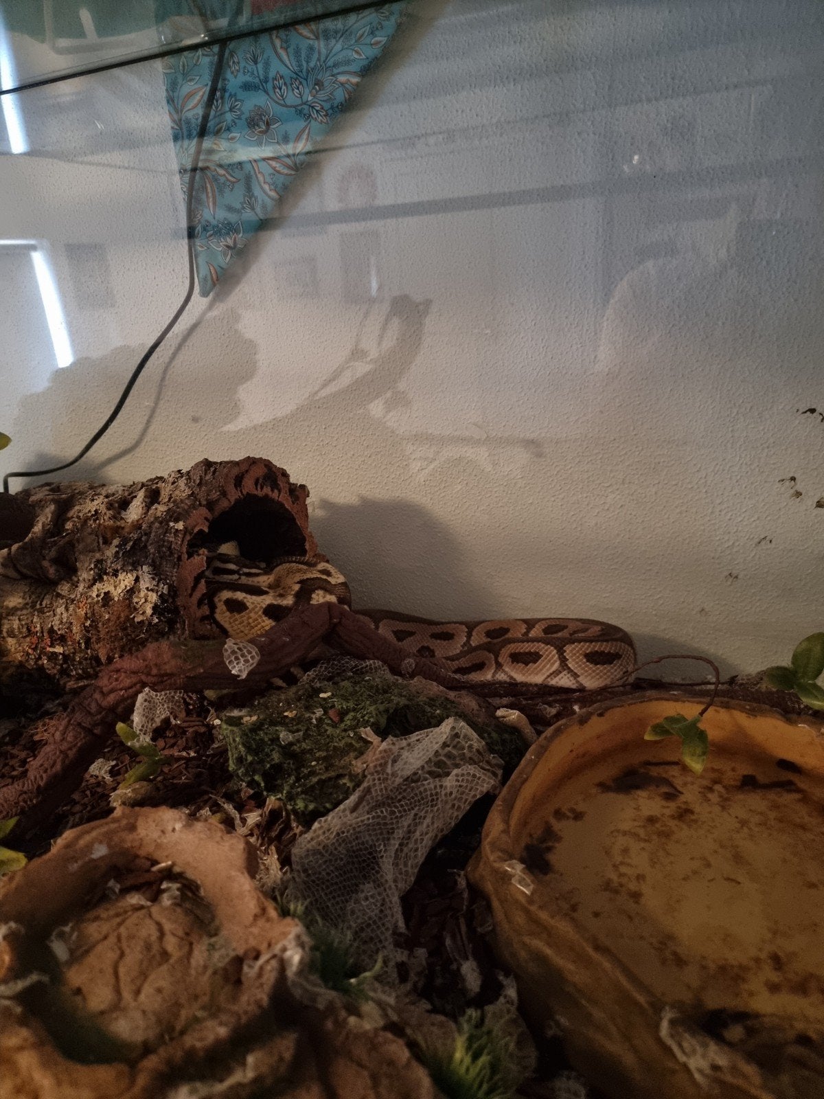 Koningspython(s) Ball Python photo 6