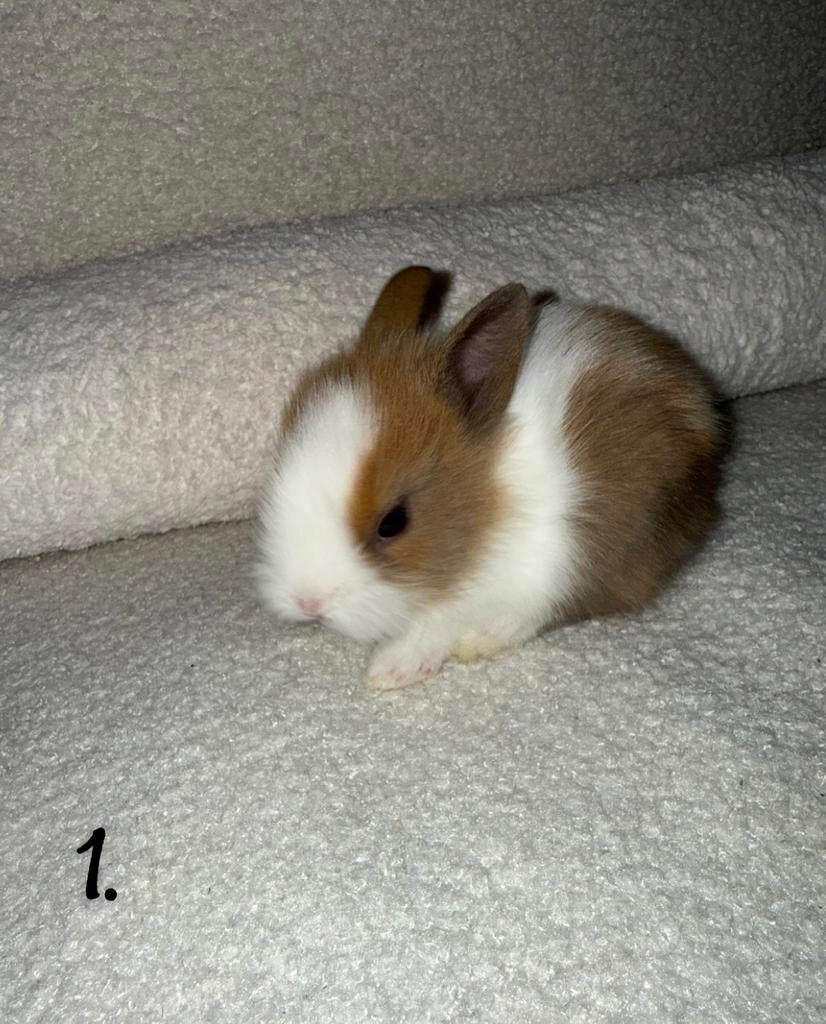 6 schattige leeuwenkop- konijntjes te koop!, Dieren en Toebehoren, Konijnen, Geslacht onbekend, Dwerg