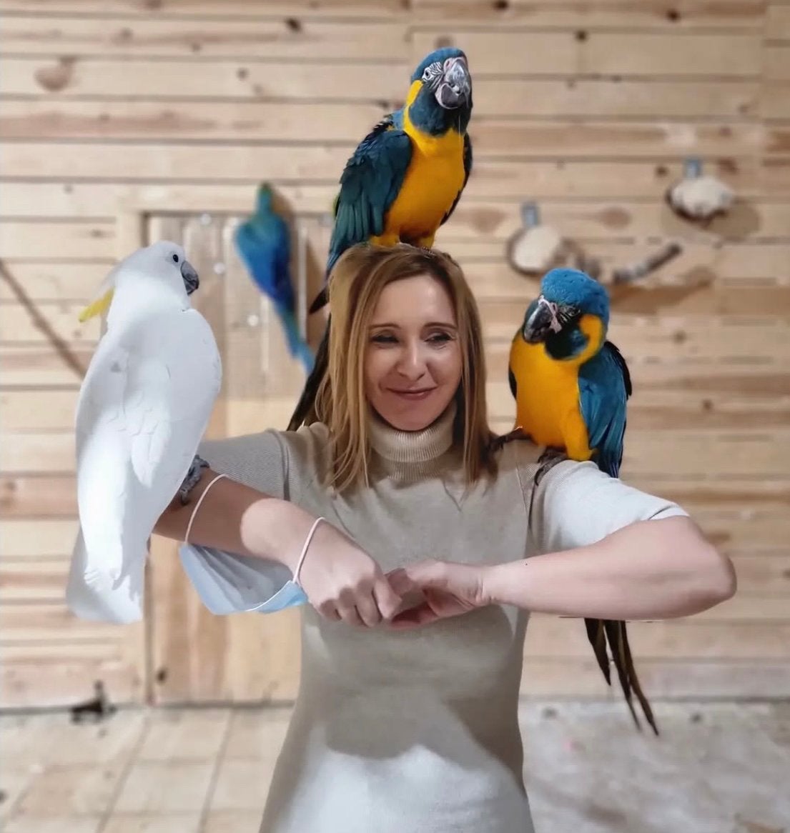 handtamme aras & kaketoes, Meerdere dieren, Papegaai
