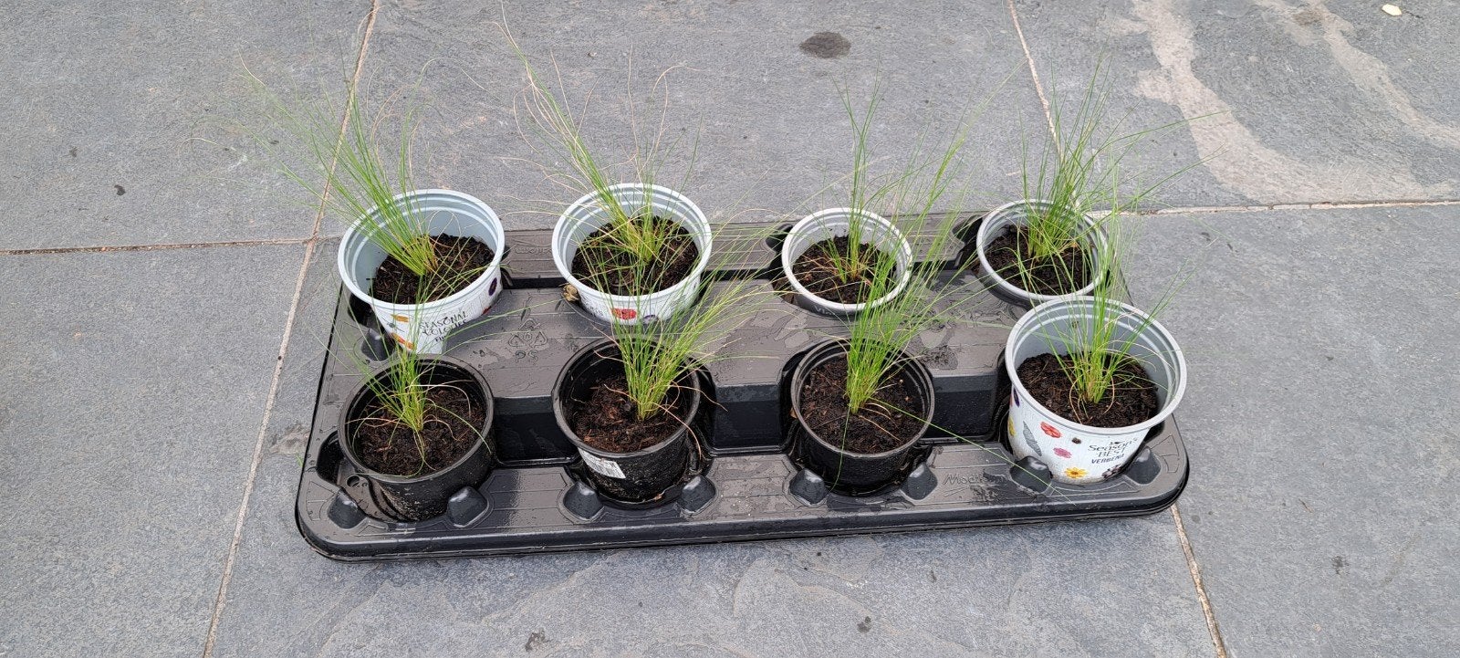8 jonge plantjes vedergras, Tuin en Terras, Ophalen