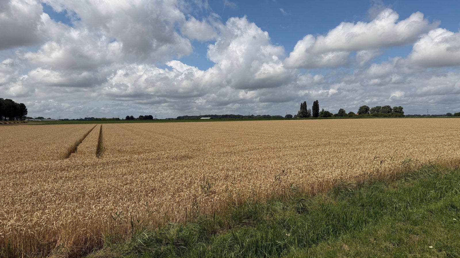 Kleine pakjes stro te koop, Dieren en Toebehoren, Ophalen of Verzenden, Vee