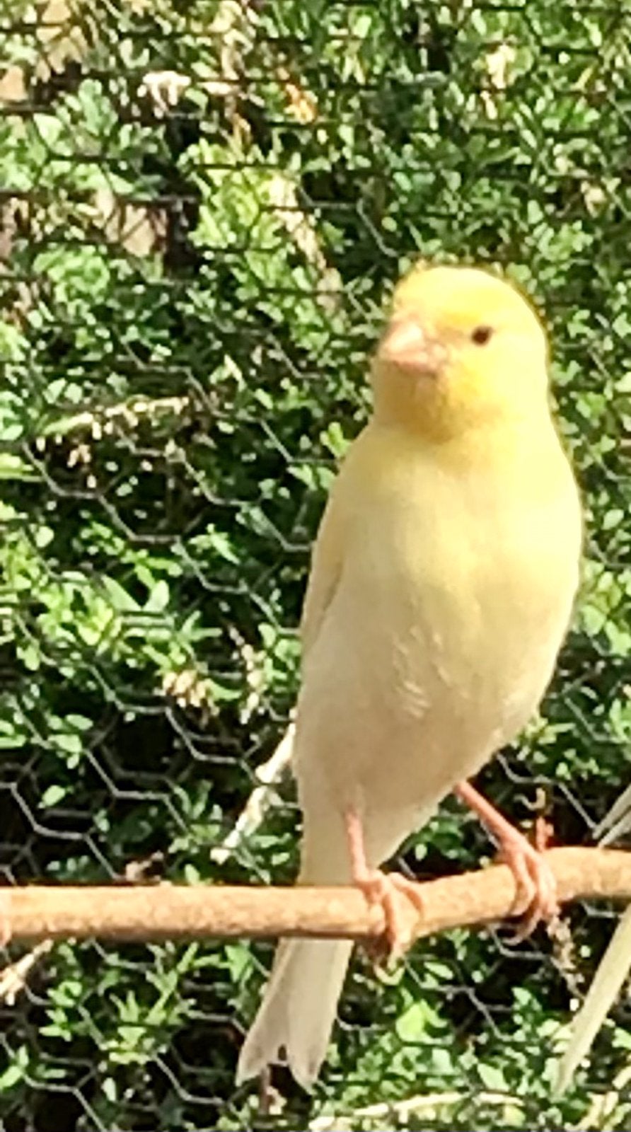 3 gele kanaries van dit jaar, Dieren en Toebehoren, Vogels | Kanaries, Meerdere dieren, Zangkanarie