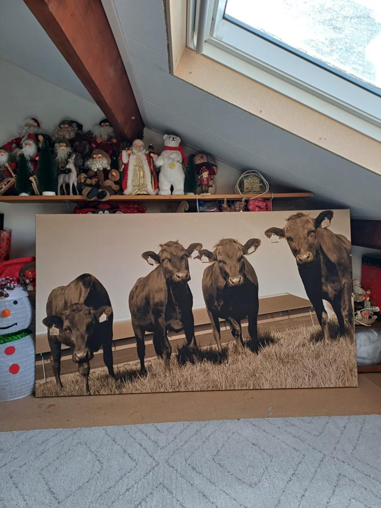 Groot canvas koeien, Ophalen, Gebruikt, 125 cm of meer, Schilderij