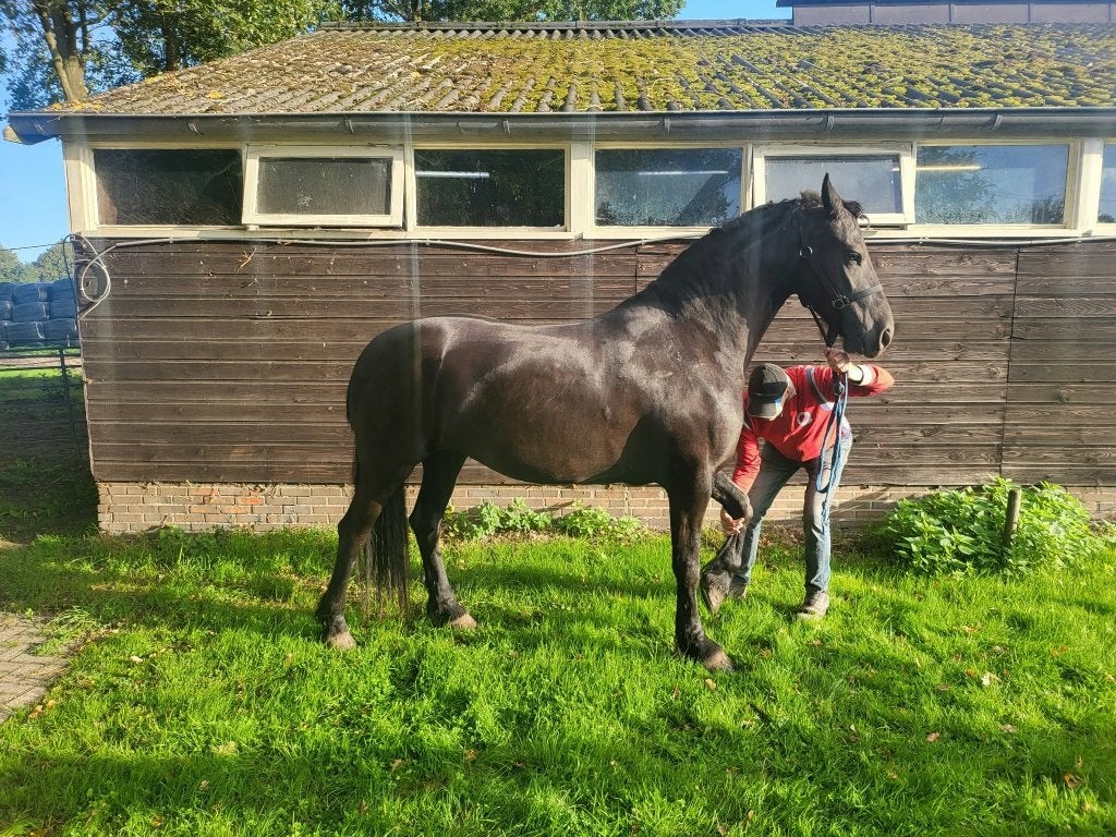 Fries paard met stamboek, Dieren en Toebehoren, Merrie, Recreatiepaard, Met stamboom, 3 tot 6 jaar
