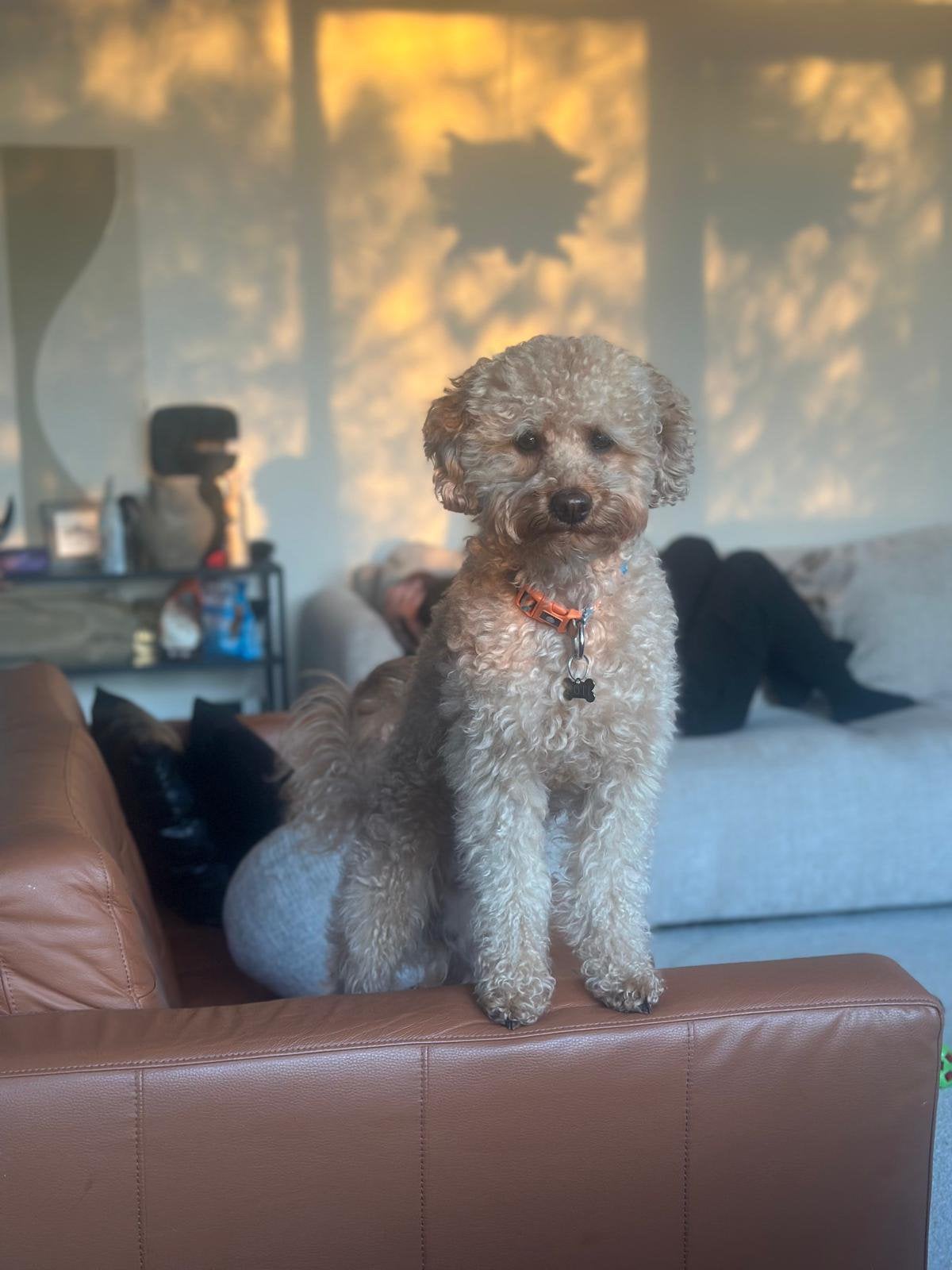 Handsome Mini-Poodle Poti looking for a girlfriend!, Dieren en Toebehoren, Honden | Dekreuen, Particulier, Reu, Buitenland, Eén hond