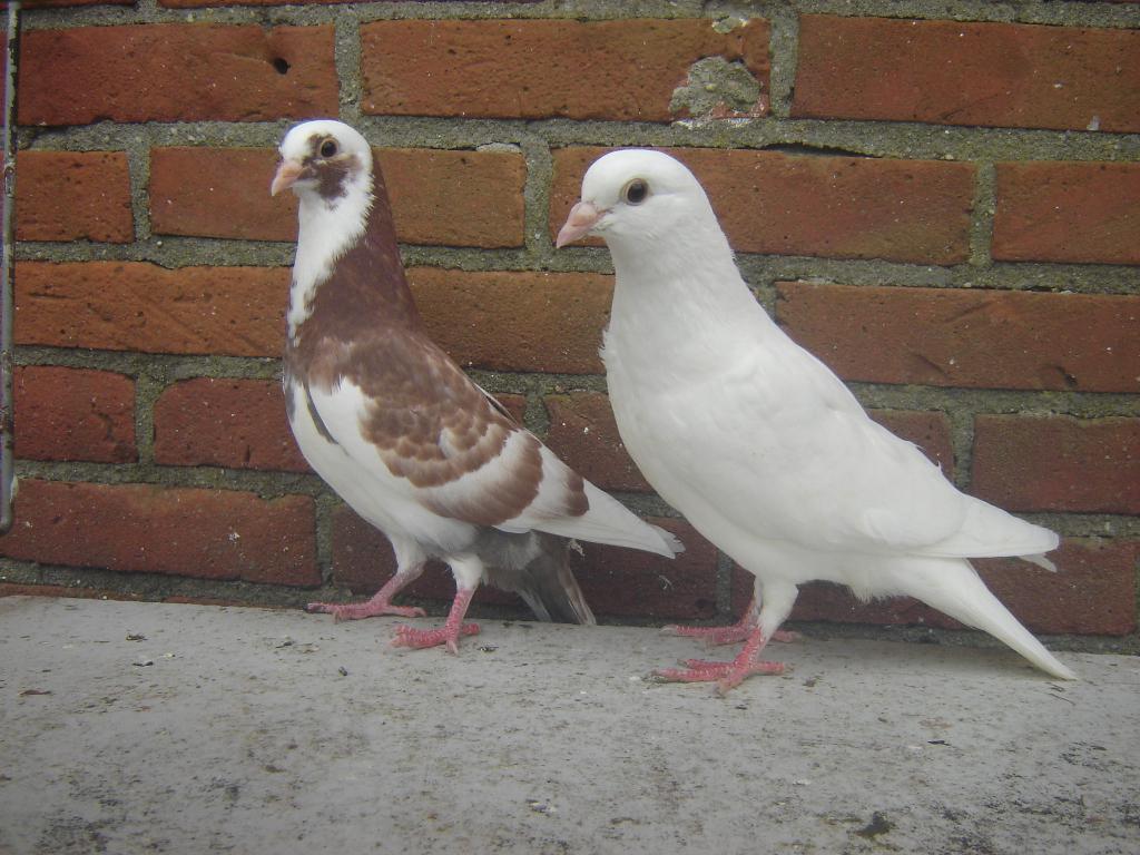 Sierduiven.., Dieren en Toebehoren, Vogels | Duiven, Meerdere dieren, Overige soorten
